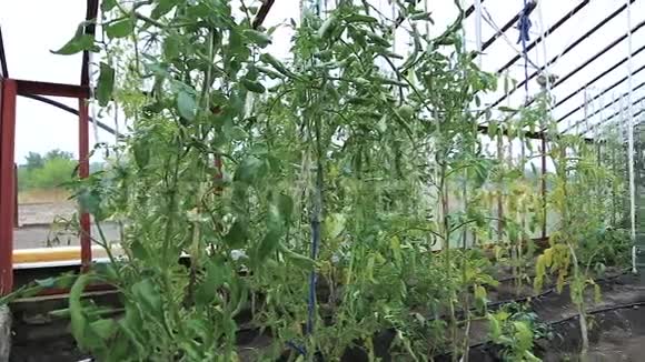 西红柿在温室里生长视频的预览图