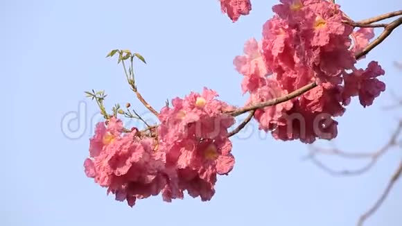 粉红色的花塔布亚玫瑰花视频的预览图