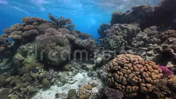 红海沙深海底的五颜六色的珊瑚视频的预览图