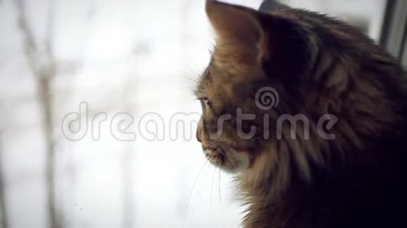 可爱的缅因猫坐在窗户上视频的预览图