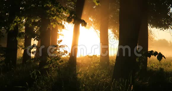 夏日森林里美丽的薄雾日出视频的预览图