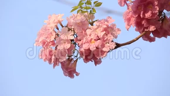 粉红色的花塔布亚玫瑰花视频的预览图