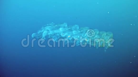 在地中海潜水视频的预览图