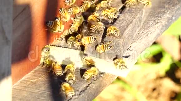 越南宾福省养蜂视频的预览图