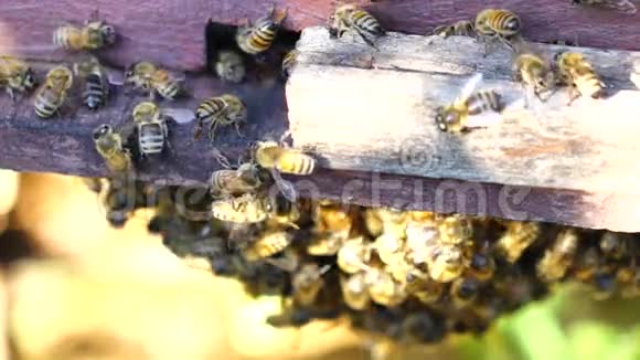 越南宾福省养蜂视频的预览图