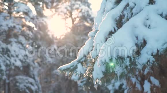 日落时松树阳光枝向冬季景观眩光冬天松松阳光林中的雪阳光运动视频的预览图