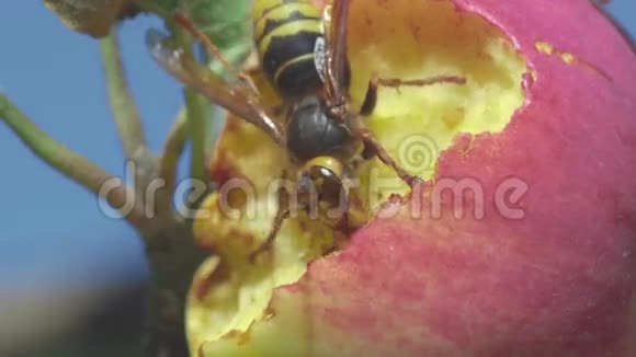 大黄蜂吃红苹果视频的预览图