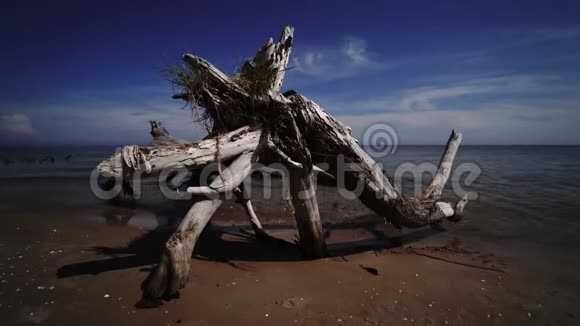 拉脱维亚波罗的海科尔卡角海滩死松树视频的预览图