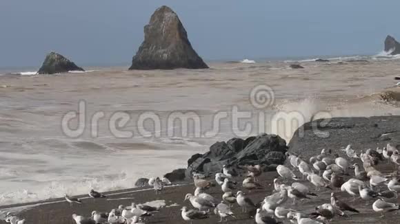 海鸥在山羊岩海滩索诺马县加利福尼亚州冬季视频的预览图