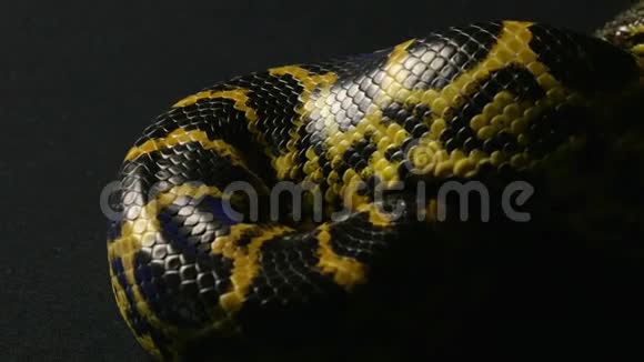 在结着黄色的蟒蛇中爬行视频的预览图