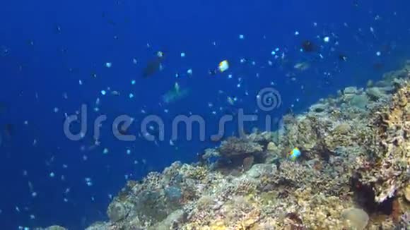 珊瑚礁有丰富的鱼类4k视频的预览图