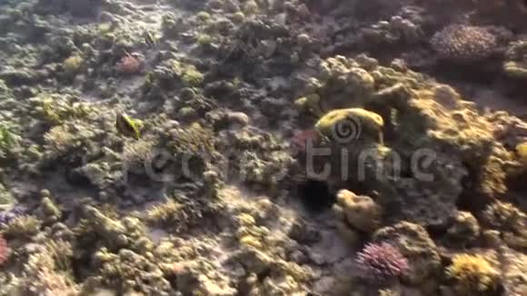 红海背景海洋景观水下鱼类视频的预览图