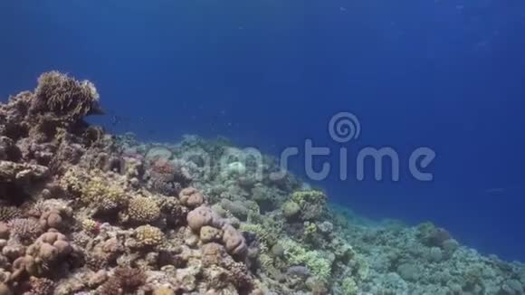 红海背景海洋景观水下鱼学视频的预览图