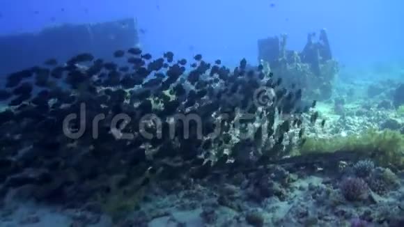 红海沉船背景下的鱼学视频的预览图