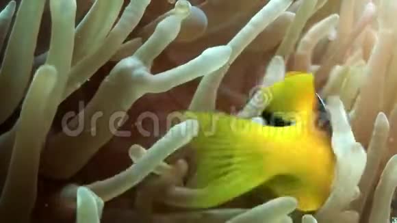 红花鱼双斑在十字花科中的重要性视频的预览图