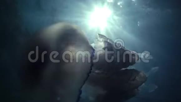 桶状海蜇视频的预览图