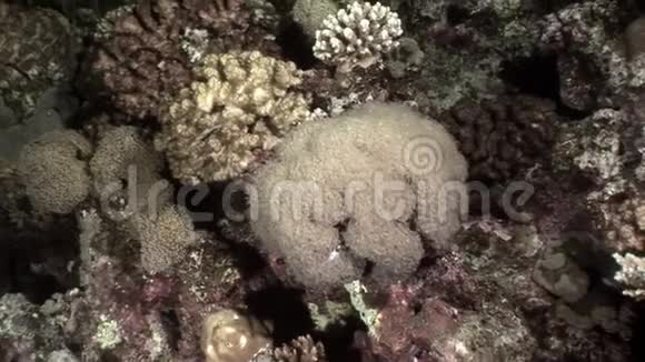 水下放松视频关于珊瑚礁在纯净透明的红海视频的预览图