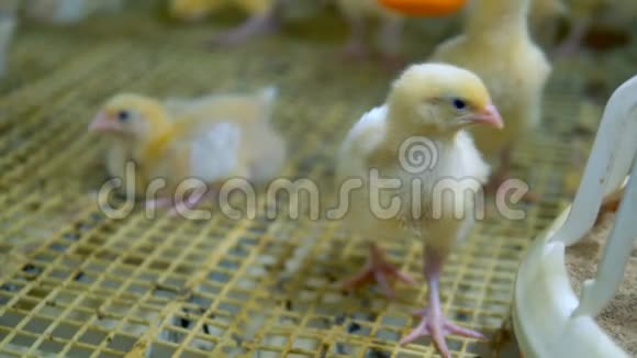家禽鸡宝宝养鸡场视频的预览图