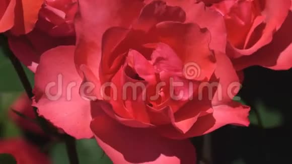 植物园里盛开着红玫瑰视频的预览图