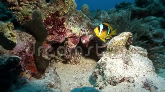 红海海底的蛇鱼视频的预览图