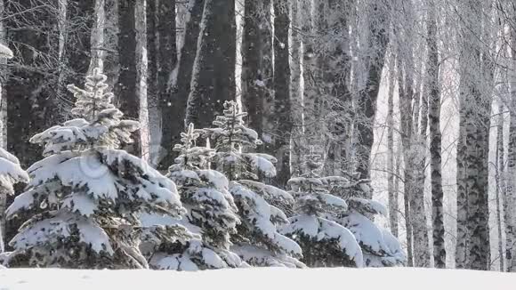 冬天在森林里下雪柔和的圣诞节早晨下雪视频的预览图