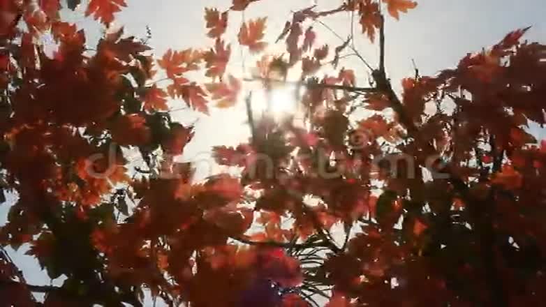 阳光穿过树叶视频的预览图
