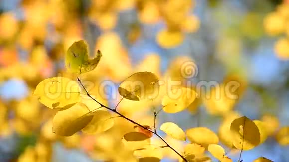 美丽的黄秋叶背光视频的预览图