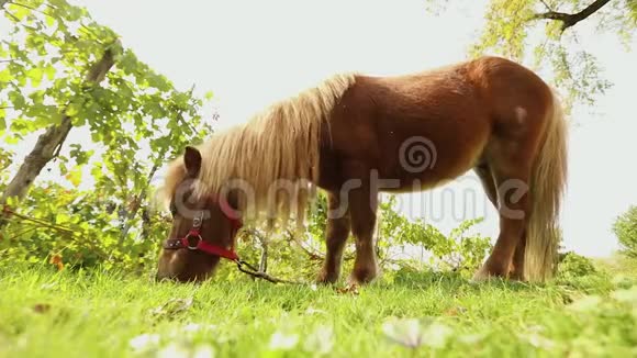 棕色小马在草地上吃草小马吃草特写棕色小马视频的预览图