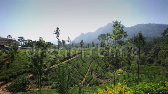 2016年1月在斯里兰卡的NuwaraEliya种植园采摘茶叶视频的预览图
