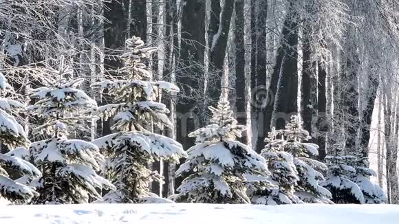 冬天在森林里下雪柔和的圣诞节早晨下雪视频的预览图