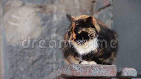 街上的无家可归的猫视频的预览图