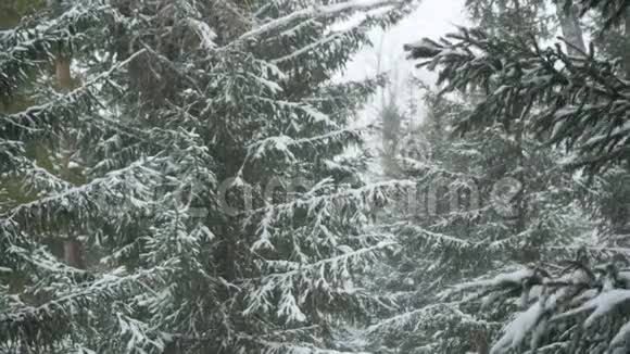 在冬季森林背景下飞行视频的预览图