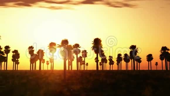 带岛和棕榈树的海上日落视频的预览图