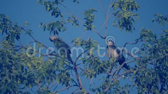 夏天成群的鸟鸦栖息在一棵树上一群乌鸦一只黑鸟一棵绿树鸟儿啼叫视频的预览图