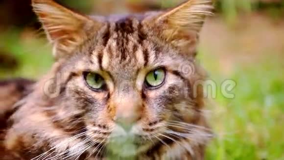 用绿色眼睛闭上缅因州考恩黑猫视频的预览图
