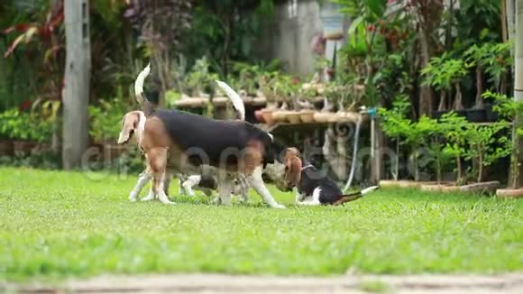 小猎犬在草坪上玩耍视频的预览图