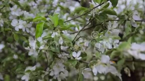 园中开花的果树视频的预览图