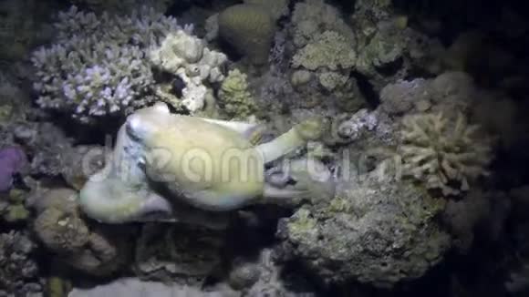 八爪蟾水下红海视频的预览图