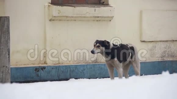 冬天在雪街上流浪狗慢动作视频的预览图