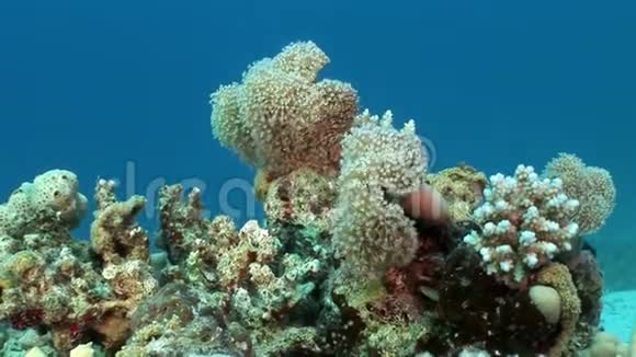 水下放松有关红海珊瑚礁的视频视频的预览图
