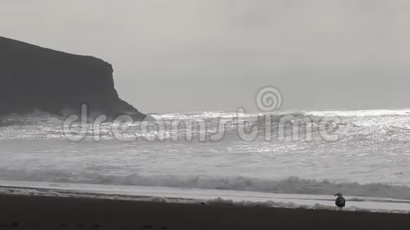 海鸥在山羊岩海滩索诺马县加利福尼亚州冬季视频的预览图