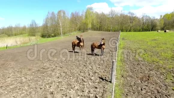 春天草地上的马群视频的预览图