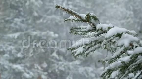 在冬季森林背景下飞行视频的预览图