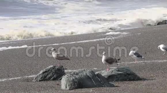 海鸥在山羊岩海滩索诺马县加利福尼亚州冬季视频的预览图