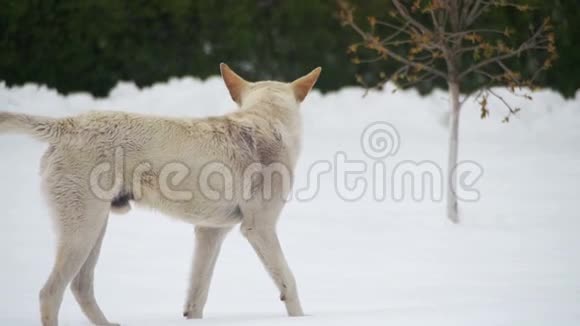 冬天在雪街上流浪白狗慢动作视频的预览图