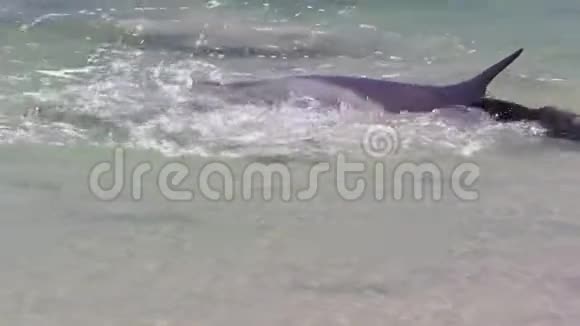 海洋和海底的海豚在缓慢运动视频的预览图