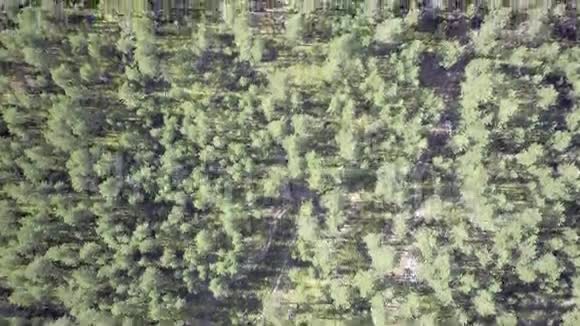 在森林上空飞行视频的预览图