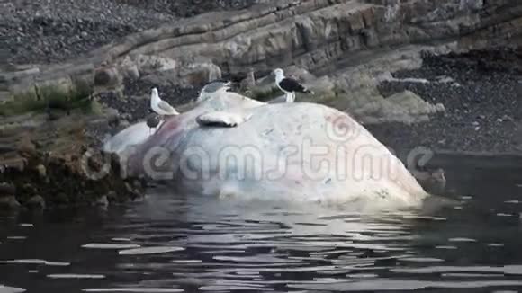 斯瓦尔巴海岸北冰洋水中的死鲸视频的预览图