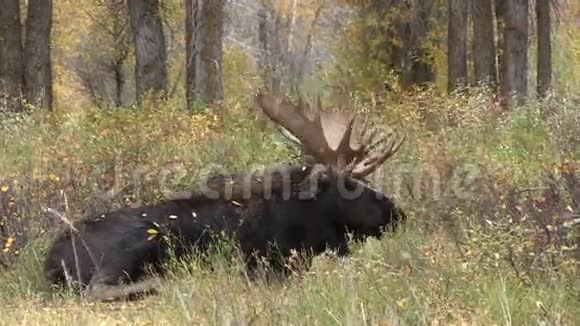 公牛驼鹿在秋天睡觉视频的预览图