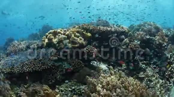 印度尼西亚的珊瑚礁鱼类和珊瑚视频的预览图